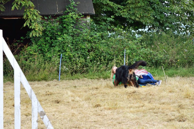 Agility Course 05
